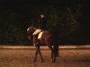 dressage horse Shadowfax 3 (Westphalian, 2002, from Show Star)