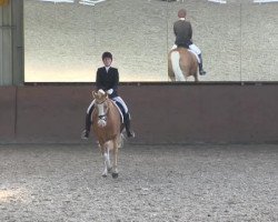 dressage horse Dancing Gold Ka (German Riding Pony, 2007, from Der Harlekin B)