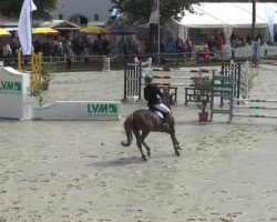 dressage horse Der kleine Naseweis (German Riding Pony, 2006, from D'Artagnon)