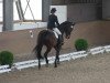 dressage horse Rubinio B 2 (Rhinelander, 2002, from Rubin Star N)