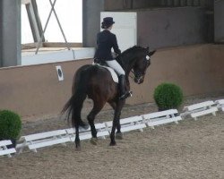 dressage horse Rubinio B 2 (Rhinelander, 2002, from Rubin Star N)