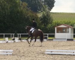 dressage horse Burlington K (Westphalian, 2005, from Belissimo NRW)