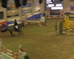 jumper Claudius 55 (German Sport Horse, 2006, from Claudio's Son)