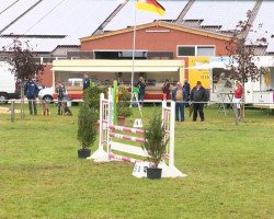 Springpferd Norman (Deutsches Reitpony, 1999, von Nawarro)