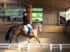 dressage horse Flynn 21 (Trakehner, 2006, from Carel Deak)