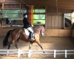 dressage horse Flynn 21 (Trakehner, 2006, from Carel Deak)