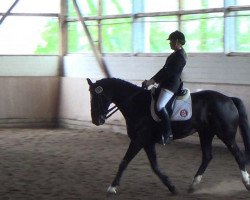 dressage horse Diddl D. (Oldenburg, 1997, from Donnerhall)