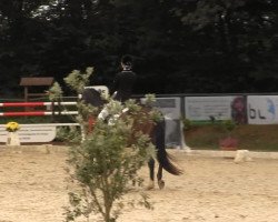 dressage horse Kant (Trakehner, 1995, from Couleur-Fuerst)