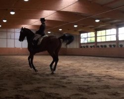 dressage horse Ribery T (Hanoverian, 2005, from Rousseau)