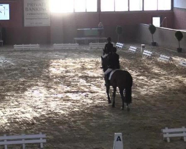 dressage horse Wiscott Hill (Hanoverian, 2003, from Waterford)