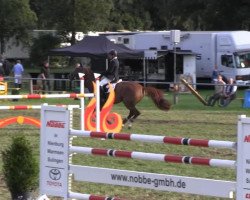 broodmare Quidams Queen (Hanoverian, 2006, from Quidam's Rubin)