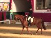 dressage horse London twenty twelve (Hanoverian, 2004, from Londonderry)