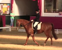 dressage horse London twenty twelve (Hanoverian, 2004, from Londonderry)