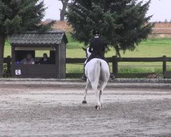 dressage horse Paarus (Brandenburg, 1999, from Prinz Romadour)