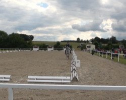 dressage horse Romanov Pervi (Oldenburg, 2002, from Royal Diamond)