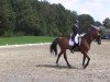 dressage horse Call on me 3 (Holsteiner, 2002, from Carreno)