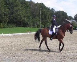 dressage horse Call on me 3 (Holsteiner, 2002, from Carreno)