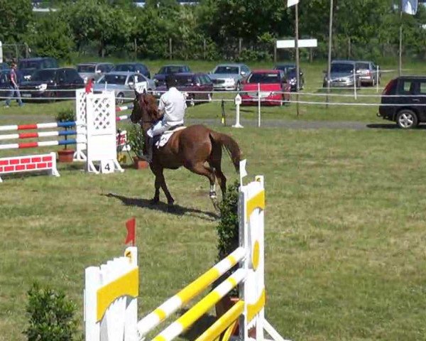 Springpferd Mühlenteich's Clear Cool Cash (Zangersheide Reitpferd, 2005, von Chardonnay Z)