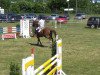 jumper Mühlenteich's Clear Cool Cash (Zangersheide riding horse, 2005, from Chardonnay Z)