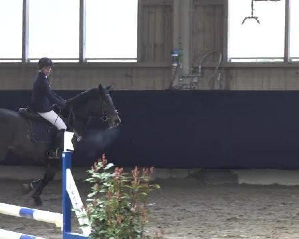 broodmare Lissi II (German Sport Horse, 2004, from Levisto Z)