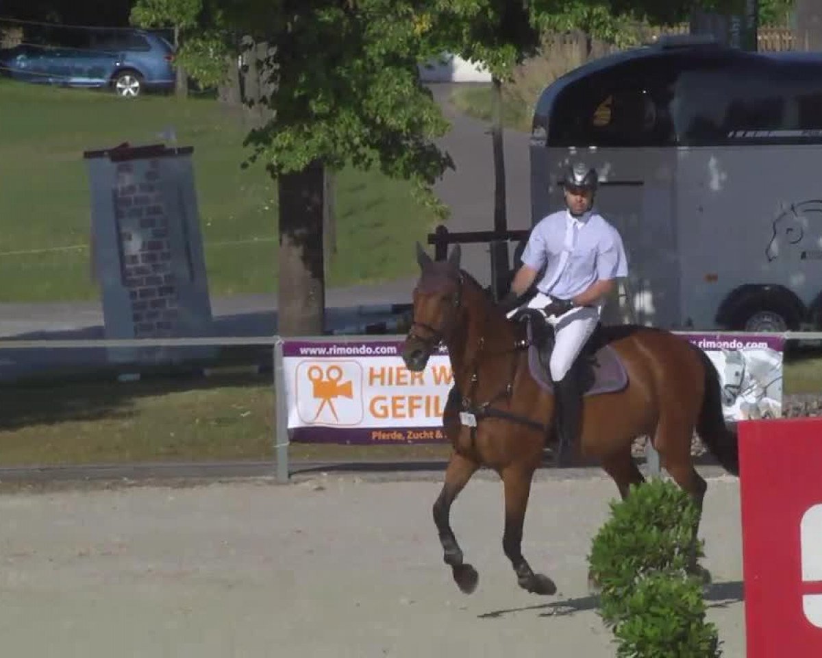 jumper African Joy (Bavarian, 1999, from Golden Joy J)