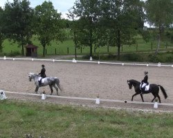 dressage horse Karlchen 100 (Rhinelander, 2003, from Chemnitz)