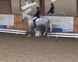 dressage horse Clondyke 2 (Holsteiner, 2006, from Cartani 4)