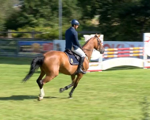 Springpferd Basilika (Trakehner, 2000, von Goodwood)