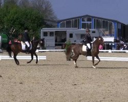 dressage horse Mahrdorf Chiron (German Riding Pony, 1993, from Chico)