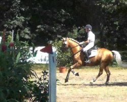 jumper Gottschalk (German Riding Pony, 2002, from Golden Dancer)