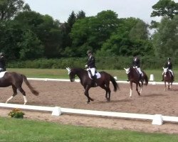 dressage horse Benny Bärenstark (German Riding Pony, 2000, from Brillant)