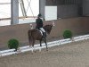 dressage horse Dressia (German Riding Pony, 2002, from Dressman)