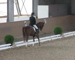 dressage horse Dressia (German Riding Pony, 2002, from Dressman)