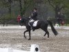 dressage horse D'Artagnon B (German Riding Pony, 2005, from D'Artagnon)