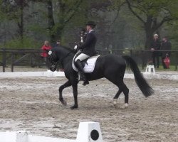 Dressurpferd D'Artagnon B (Deutsches Reitpony, 2005, von D'Artagnon)