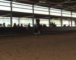 dressage horse Jannick v.S. (Rhinelander, 2000, from Jacquare)