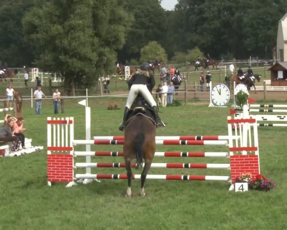 Springpferd Enrico 262 (Westfale, 1999, von Externstein)