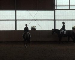 dressage horse Magic Boy 24 (German Riding Pony, 1998, from Bünteeichen-Manolito)