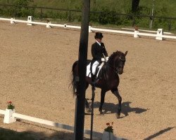 dressage horse Decameron (Oldenburg, 2001, from Donnerhall)