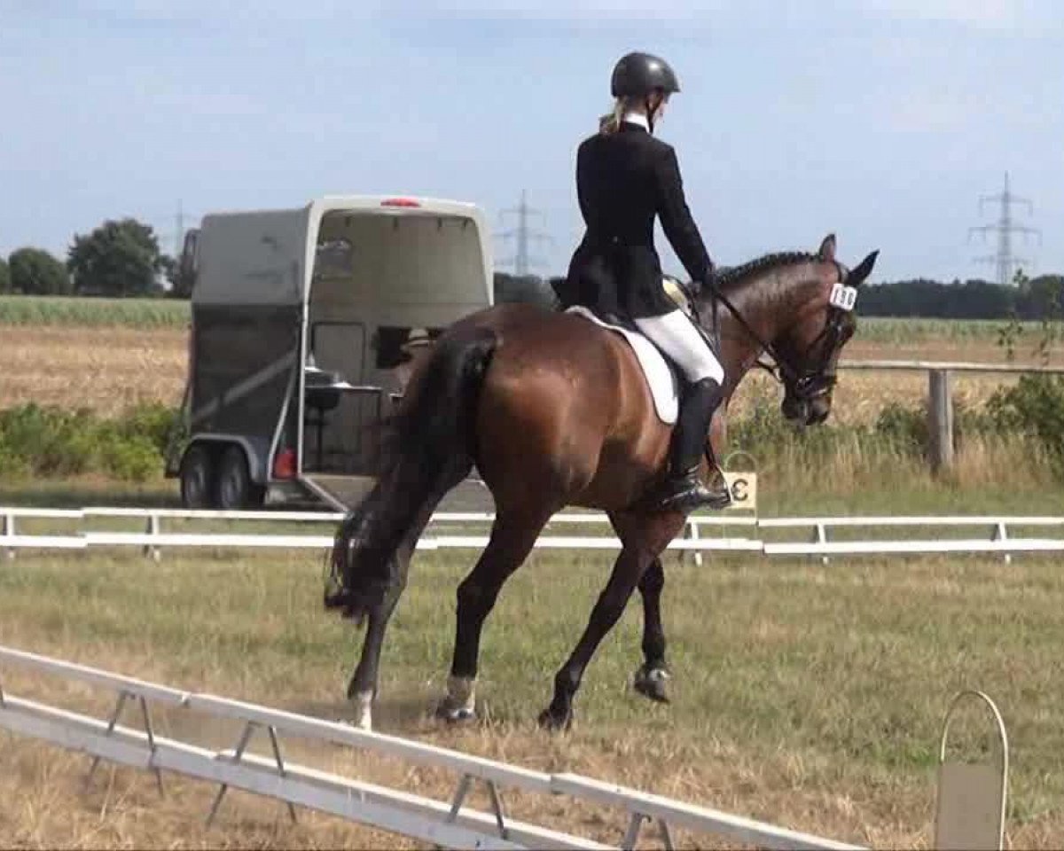 jumper Nausikaa 10 (Holsteiner, 1998, from Contender)