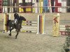 broodmare Cherie (Oldenburg show jumper, 2001, from Clerus)