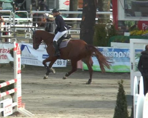 jumper Cesano T (Westphalian, 2010, from Camax L)