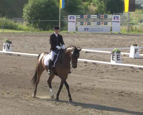 dressage horse Darico 2 (Württemberger, 2003, from Denaro)