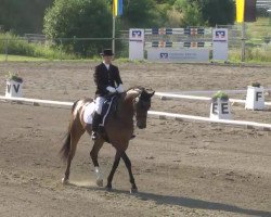 dressage horse Darico 2 (Württemberger, 2003, from Denaro)