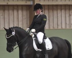 dressage horse Diva M (Württemberger, 2005, from Denaro)