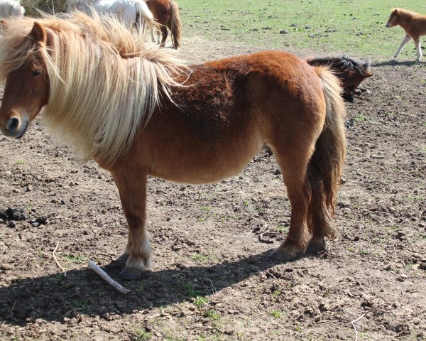 broodmare Royanne van't heut (Shetland Pony, 2001, from Kristof van de Bolster)
