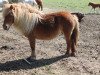 Zuchtstute Royanne van't heut (Shetland Pony, 2001, von Kristof van de Bolster)