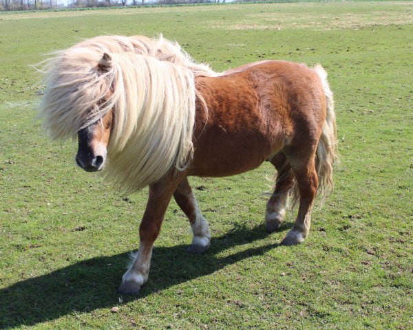 Deckhengst Xente van't heut (Shetland Pony, 2006, von Naikel van de witte Maat)