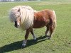 Deckhengst Xente van't heut (Shetland Pony, 2006, von Naikel van de witte Maat)