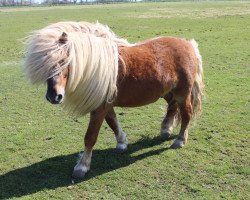 stallion Xente van't heut (Shetland Pony, 2006, from Naikel van de witte Maat)